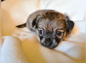 eine Hand voll Glück - Chihuahua Welpen RESERVIERT