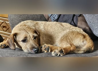 Süßer Dackel-Mix freut sich auf Deinen Besuch