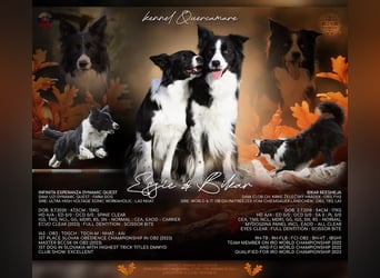 Border collie