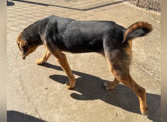 Pippa ❤️ kluges Bracken-Mix-Mädchen