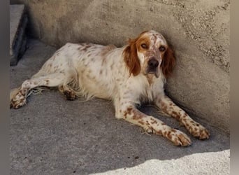 Lieber Setter ♥Luca♥ in 84513 Töging