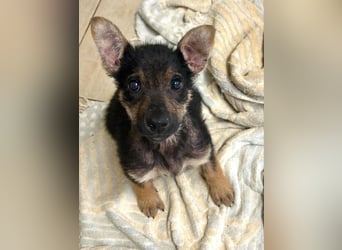 Silny: Hundekind sucht ein Zuhause
