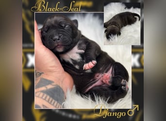 Kingzbullys Classic Edition/American Bully Classic