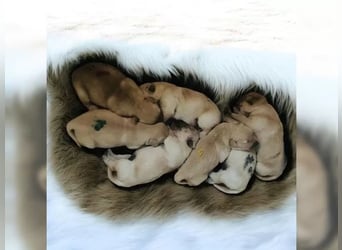 Liebenswerte Golden Retriever Hündin *Welpe* sucht noch eine liebevolle Familie