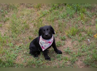 Chip 269759: Hundekind sucht ein Zuhause