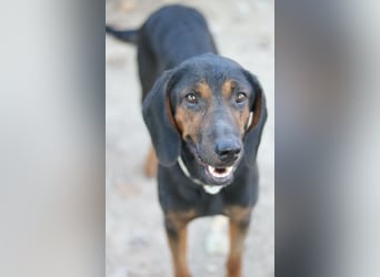 Priska, geb. ca. 08/2021, lebt in GRIECHENLAND, im städt. Tierheim Serres