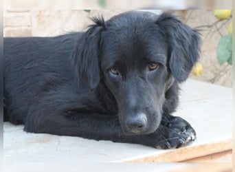 Manolo, Traumhund mit Handicap