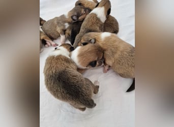 Colliewelpen englische Langhaar