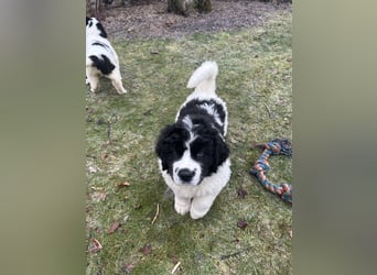 LANDSEER WELPEN mit FCI papieren