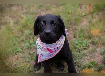 Chip 269759: Hundekind sucht ein Zuhause