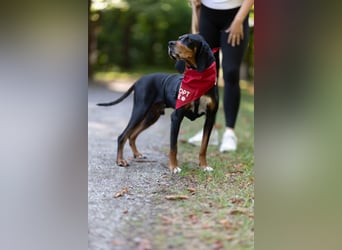 Liebevoller Jack sucht ein Zuhause