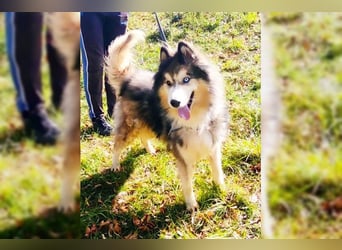 Husky-Mix Arci sucht seine liebe Familie