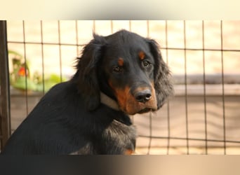 2 liebenswerte Gordon Setter aus Liebhaberzucht suchen Kuschelpartner