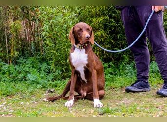 Emilio  - Pointer-Mix, lieb und verträglich