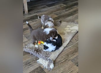 Mini Aussie Babys / Mini American Shepherds aus Liebevoller Aufzucht