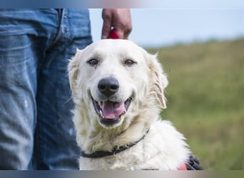 Lady-SI, charmante Hündin sucht Familie