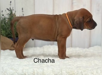 Rhodesian Ridgeback Welpen