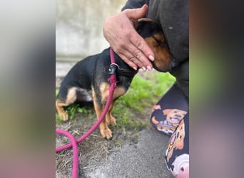Amigo, geboren 08.04.2023, 35cm sucht sein Zuhause