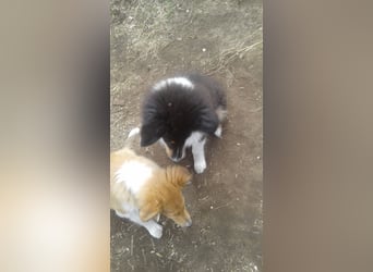 Colliewelpe - eine kleine Lady sucht noch ein  Zahause