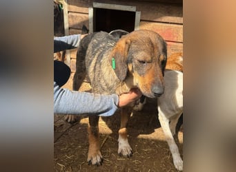 ♥SINA♥ hübsche, zu dünne, ganz liebe Hündin, die wegen des Tierheimstresses resigniert 49 cm