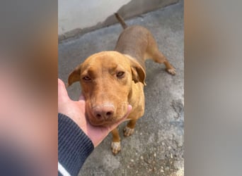 Laika - Vizsla Mix Schönheit sucht ihre Menschen