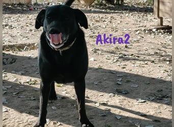 Akira2 04/2017 (ESP) - ausgeglichene, sehr liebevolle und soziale Labrador-Mix Hündin!