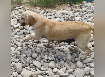 DOLLY - ich bin noch etwas zurückhaltend und suche ein liebevolles, geduldiges Zuhause