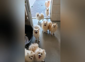 32 Pomeranian- Mädels und Buben (Zwergspitze)