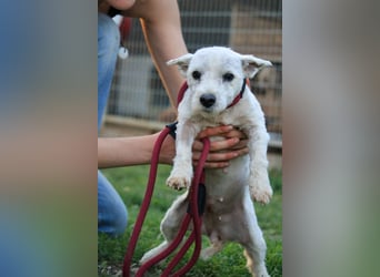 **RESERVIERT** Egres-PP, kleine Westie-Lady wünscht sich schönes Zuhause