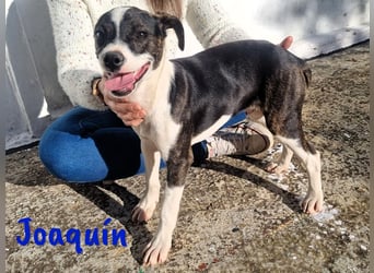 Joaquín 10/2024 (ESP Pflegestelle) - neugieriger und zärtlicher, kleiner Bodeguero-Mix Welpe!