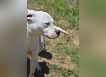 Mary - Sehr liebe (taube) Dogo-Argentino Hündin, ca. 3 Jahre alt, gut verträglich