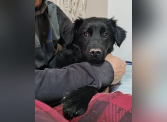 IRMA❤️schüchternes, sanftes Hundemädchen sucht ihr ruhiges Zuhause