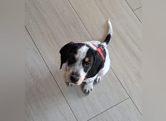 Beagle Mischlingsdame EADIE (*Dezember 2024) sucht eine Familie