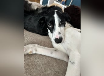 Josie möchte jetzt auch endlich ankommen