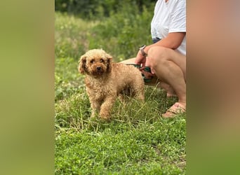 MILA - welche liebe und geduldige Familie zeigt mir, wie schön ein Hundeleben sein kann?