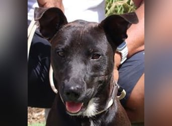 Cisco, Terrier-Mix, lieb und sozial