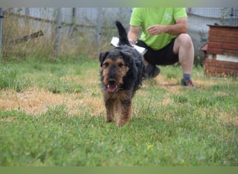 Tequila - ein verspielter und aktiver Terrierjunge