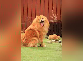Balu SR – Schatz sucht Ruhe