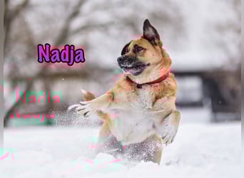 Nadja geb. 01/2017 - treue und verschmuste Hündin mit goldenem Herz!