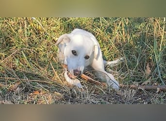 Willy: wem darf er sein Herz schenken?