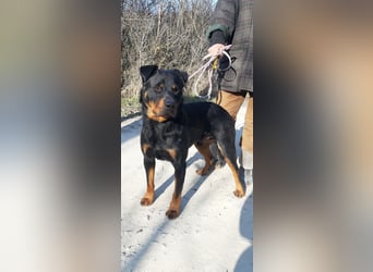 Duke VA - Großer Schmuser auf der Suche nach einem Zuhause
