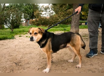 Malika, Schäferhund-Mix, lieb und sozial