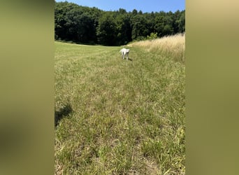 Welpen Akbas Schäferhund