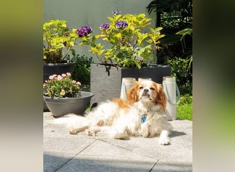 Leon verliert sein Zuhause