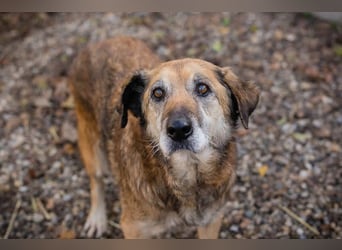 Mick: Sanfter Senior mit Charme