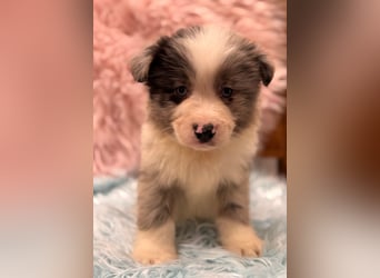 Tolle kleine Mini Australian Shepherd Welpen suchen Ihre Herzenfank