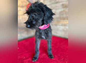 ❤️ süße kleine LEA - 6 Monate, 32cm/5,5kg - Schnauzer-Mix