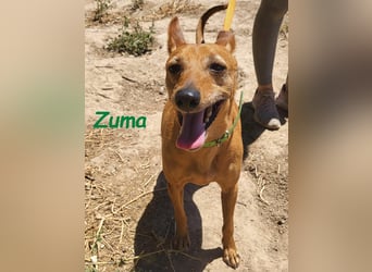 Kleiner Zuma 02/2017 (ESP) - fröhlicher, verschmuster und sozialer Mini-Podenco!