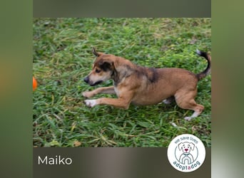 Maiko: Charmeur auf vier Pfoten