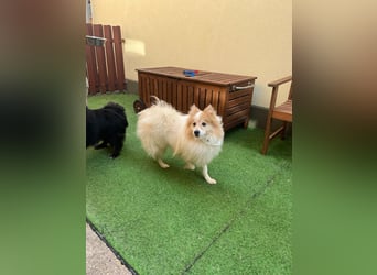 Leo SR – kleiner Sonnenschein sucht ein liebevolles Zuhause!
